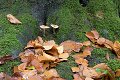 werk aan de muur werkaandemuur herfst autumn automne najaar fall seizoen seizoenen season seasons saison saisons paddenstoelen paddenstoel mushrooms mushroom champignons champignon